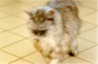 Peter and Kays cat - Smallone (click to enlarge)